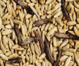HyBridní žita na ZrnO Sortiment výkonných hybridů ozimého žita zahrnuje plastické a praxí prověřené odrůdy jako jsou BRASETTO či GONELLO a novinku loňského roku KWS DANIELLO.