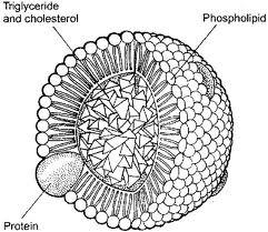 Fosfolipidy tvoří vnější monovrstvu v lipoproteinech krevní plazmy Třída Hustota (g/cm 3 ) Proteiny (%) TAG (%) CM 0,90 2 84 VLDL 0,95 9 54