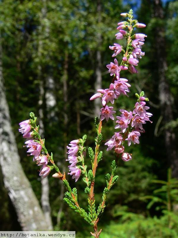 Calluna vulgaris vřes obecný Hedera helix břečťan