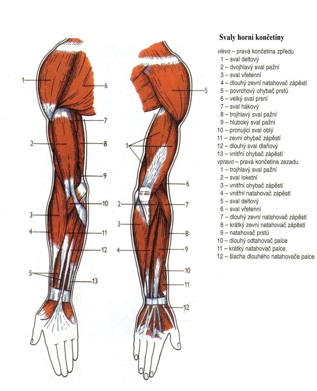 Obr. 11: Svaly