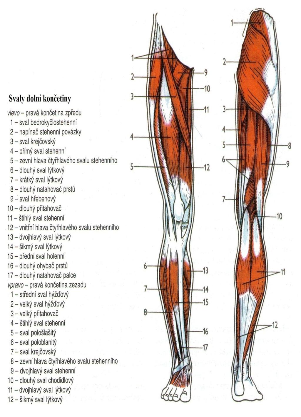 Obr. 12: Svaly dolní končetiny (Poznámka: Použity obr.