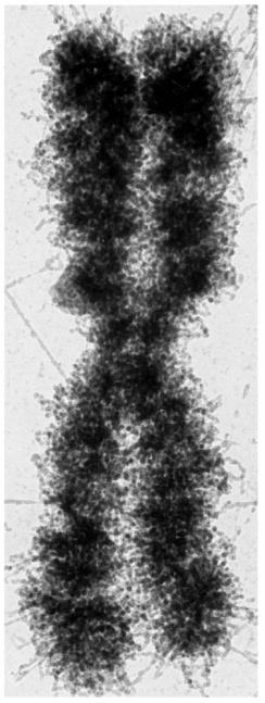 Geny a chromosomy Genom úplná genetická informace organismu soubor všech chromosomálních genů daného organismu.