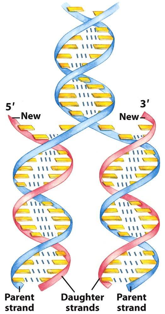Model struktury naznačuje mechanismus předávání genetické informace.