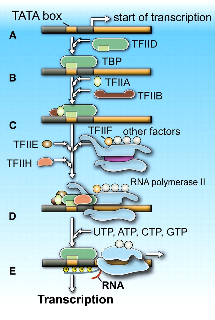 Iniciační komplex Promotor obsahuje TATA box, který se nachází cca 25 nukleotidových párů před místem transkripce Sekvenci TATA boxu rozpoznává transkripční faktor TFIID, jeho vazba na TATA box