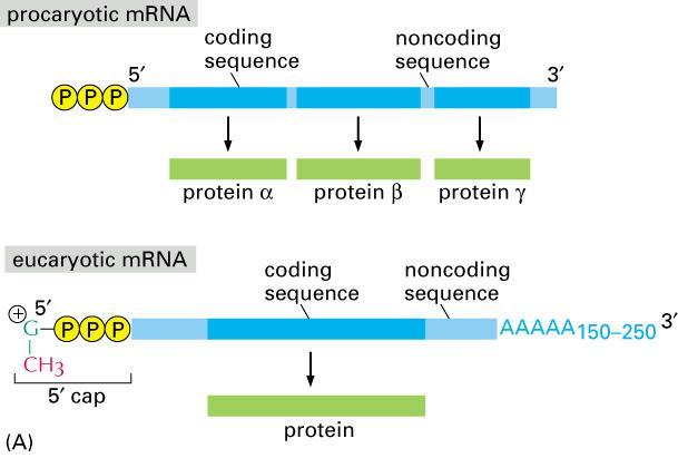 Struktury prokaryotní a eukaryotní mrna Primární transkript u eukaryotů je v jádře