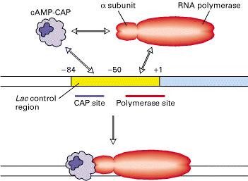 Vazba CAP a RNA Pol