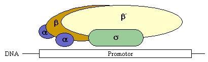 Transkripce u prokaryot RNA polymerasa (E.