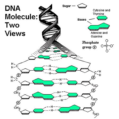 DNA deoxyribonukleová kyselina Dvoušroubovice 1. Pravotočivá B 10 bp na závit Průměr 23.