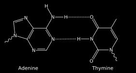 DNA deoxyribonukleová kyselina