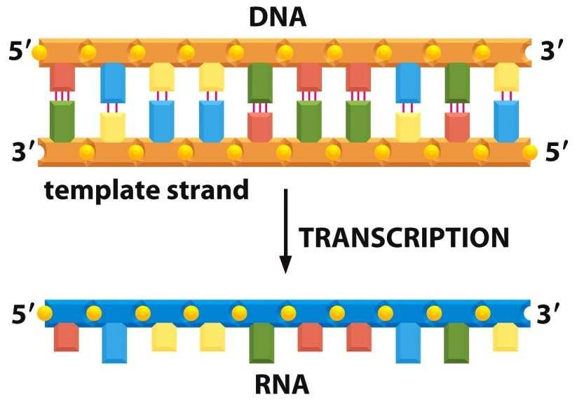 Transkripce má několik stejných rysů jako replikace DNA začíná rozvolněním malé oblasti dvoušroubovice DNA: obnažení několika bází obou řetězců jeden z řetězců DNA slouží jako templát pro syntézu