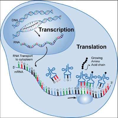 Odlišnosti transkripce a replikace prekurzory jsou ribonukleozidtrifosfáty a ne deoxyribonukleozidtrifosfáty přepisuje se jen jedno vlákno DNA syntéza RNA může být iniciována de novo vzniklý řetězec