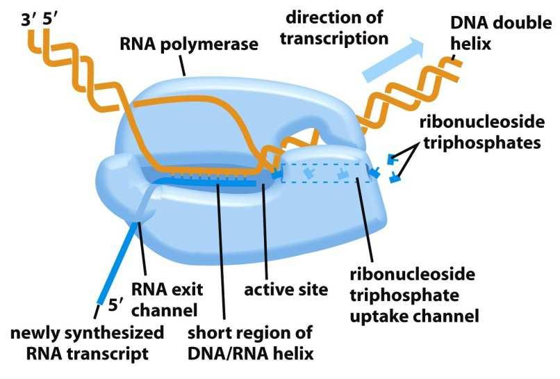 RNA-polymerázy katalyzují tvorbu