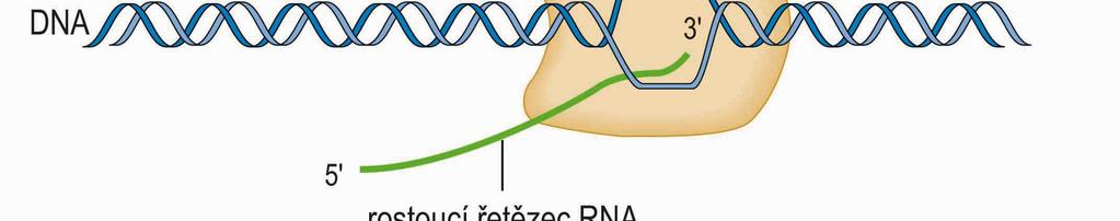 RNA-polymerázou, vazba na DNA,