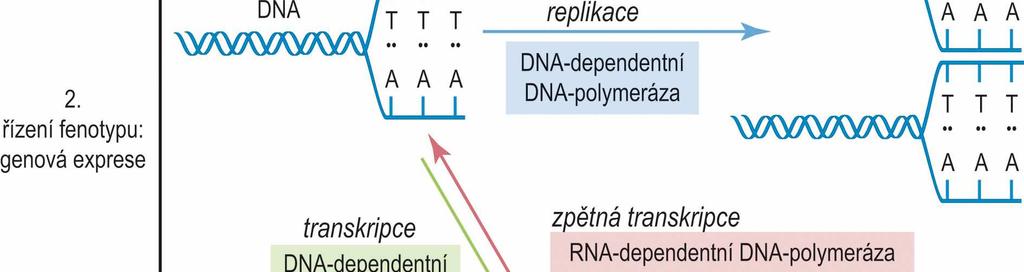 Genová exprese: cesta od DNA k RNA a proteinu fenotyp je výsledkem