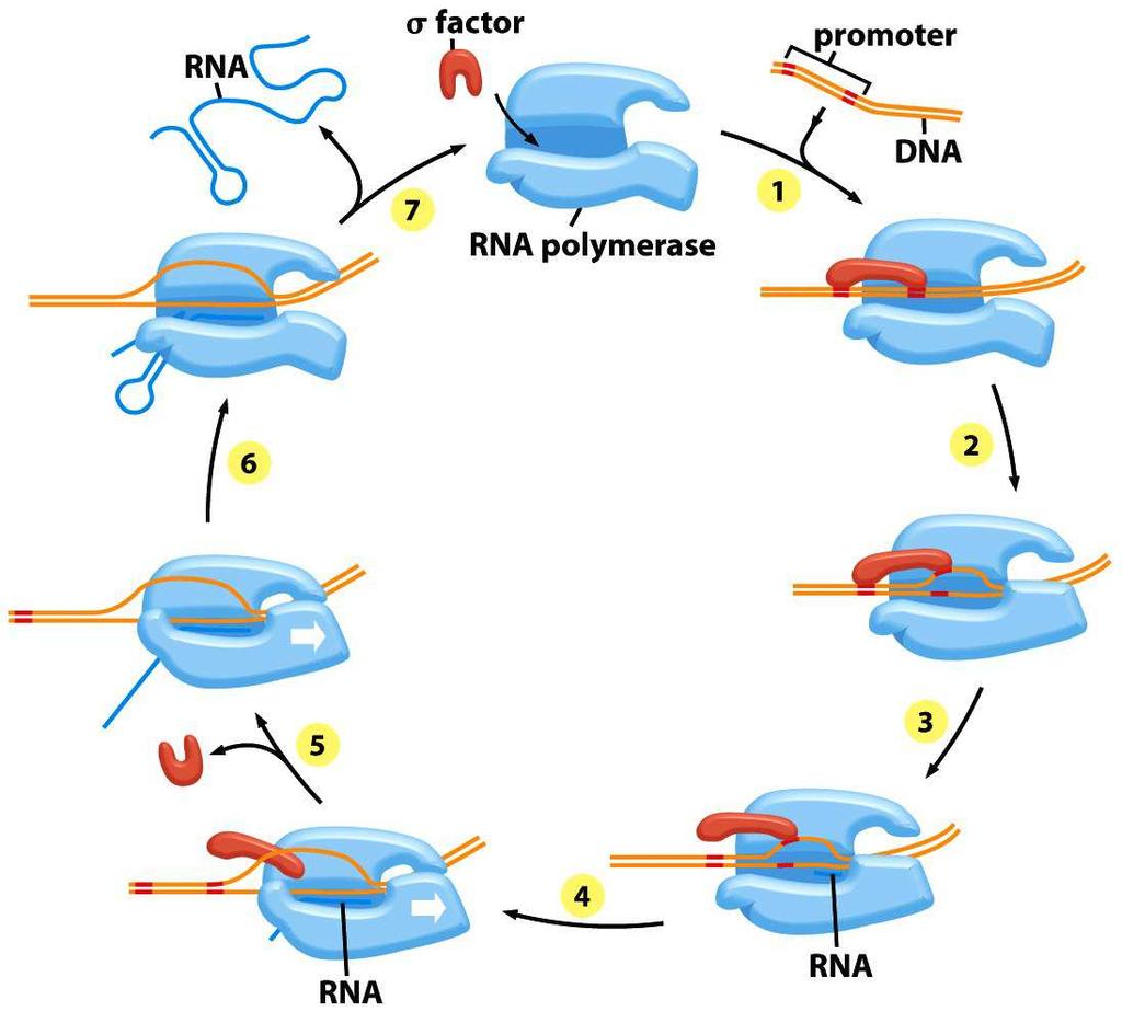 Iniciace transkripce u prokaryot k jádru enzymu se připojuje sigma faktor a vzniká tak holoenzym RNA-polymerázy tento komplex klouže po molekule DNA pokud při pohybu po DNA narazí na
