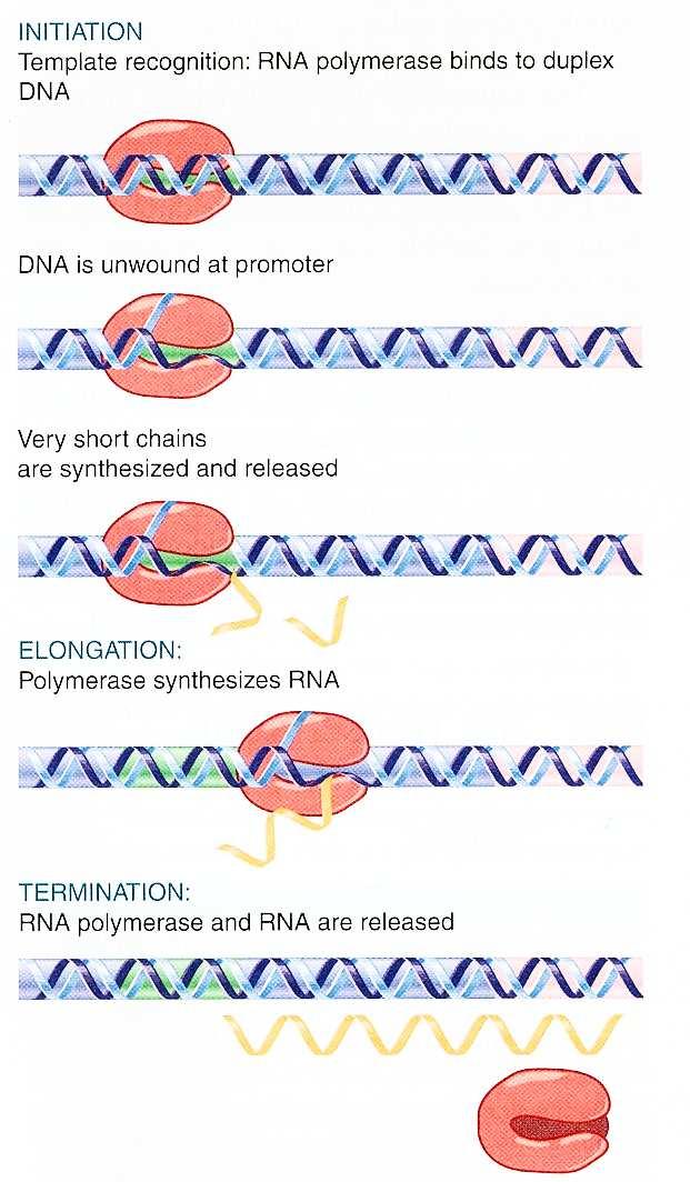 Iniciace transkripce u prokaryot: 3 kroky vazba holoenzymu RNA-polymerázy do promotorové oblasti DNA v dvojřetězcové konformaci (vzniká uzavřený komplex) lokální rozvinutí vláken DNA, obnažení bází