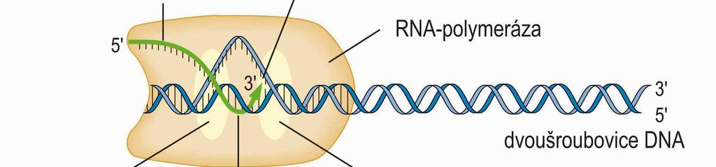 Elongace transkripce u prokaryot katalyzována RNA-polymerázou po uvolnění σ faktoru prodlužování RNA