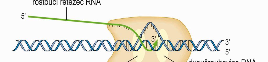 rozvíjí DNA za polymerázou se obnovuje dvoušroubovice DNA, tím se vytěsňuje vznikající vlákno RNA