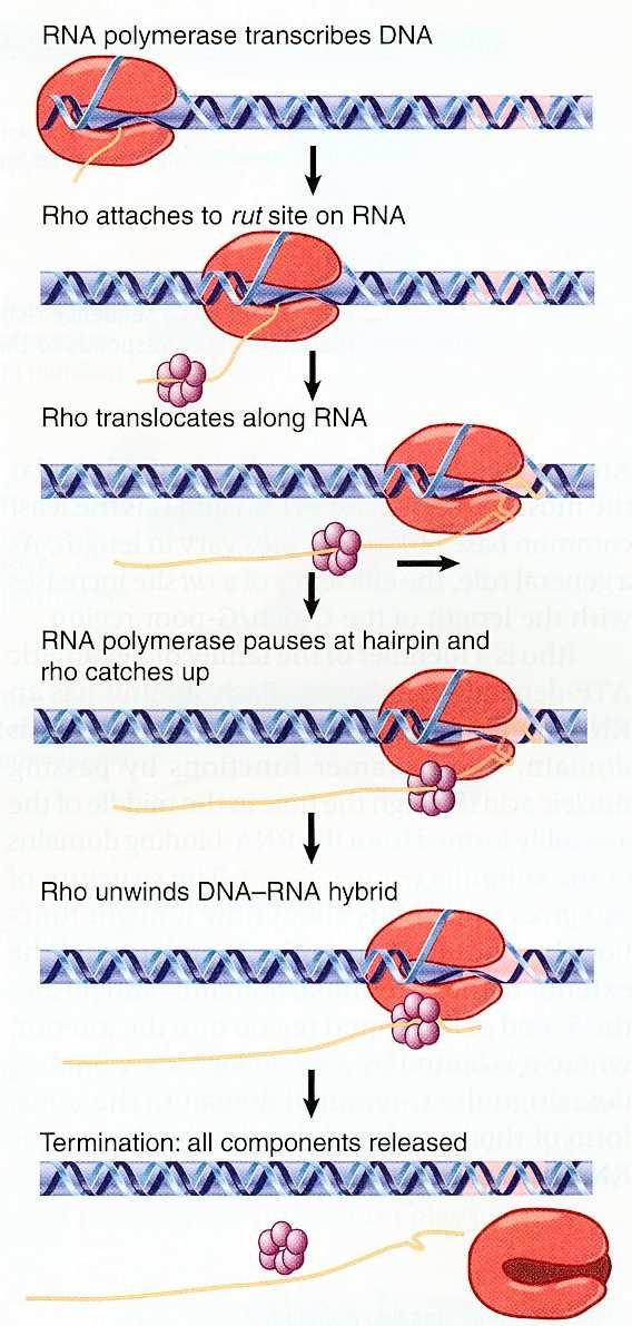 Terminátory závislé na ρ sekvence dlouhé 50-90 pb bohaté na GC protein ρ se váže k syntetizované RNA v místě rut (umístěném proti proudu transkripce od terminátoru)