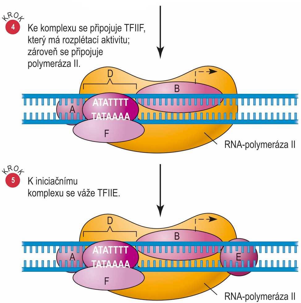 Iniciace transkripce RNApolymerázou II TFIIF se nejdříve spojí s RNA-pol II a společně se připojují k iniciačnímu komplexu TFIIF má schopnost lokálně rozvinout DNA (podmínka iniciace) připojuje se