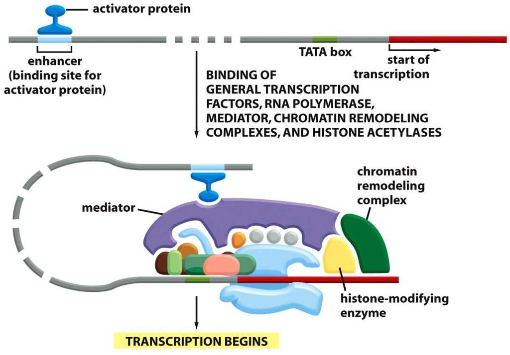 RNA-polymeráza II spolupracuje s dalšími proteiny aktivátory transkripce: vážou se do specifického místa DNA ( enhancer ) a přitahují RNApolymerázu II k promotoru mediátorový
