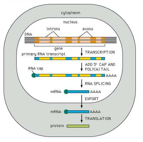 fosforyluje a tím mění konformaci a mění se spektrum proteinů, se kterými interaguje
