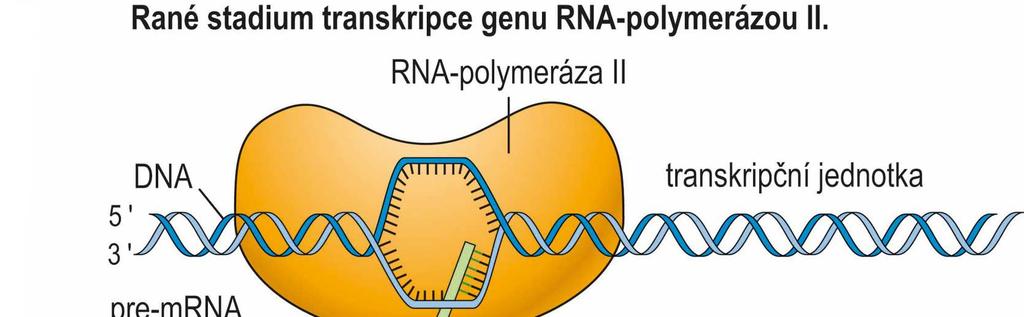 Modifikace 5 -konců transkriptů probíhá ve 3 navazujících krocích: - fosfatáza odstraňuje fosfát z 5 -konce vznikajícího