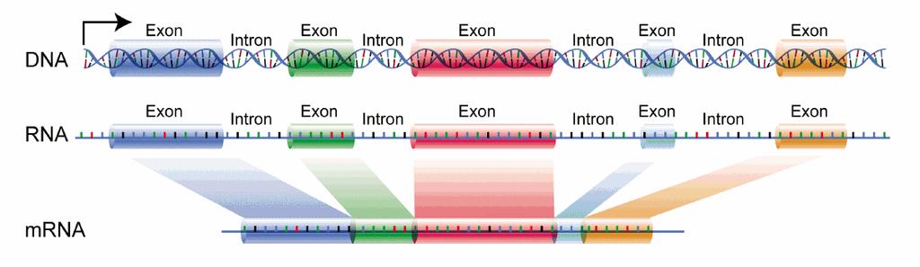 Přerušované geny eukaryot počet intronů a jejich délka u různých genů značně kolísá exony i introny jsou podrobeny transkripci za vzniku hnrna přepisy