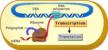 Transkripce u prokaryot primární transkript je ekvivalentní molekule mrna mrna se