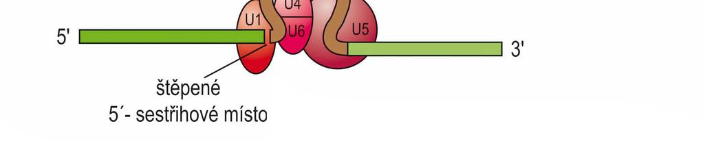 Funkce snrnp při sestřihu snrnp se vážou na 5 sestřihové místo (GU) a A uvnitř intronu v místě budoucího
