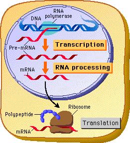 Transkripce a translace u eukaryot transkripce a translace jsou prostorově i časově odděleny v jádře vzniká primární transkript (pre-mrna) obsahující