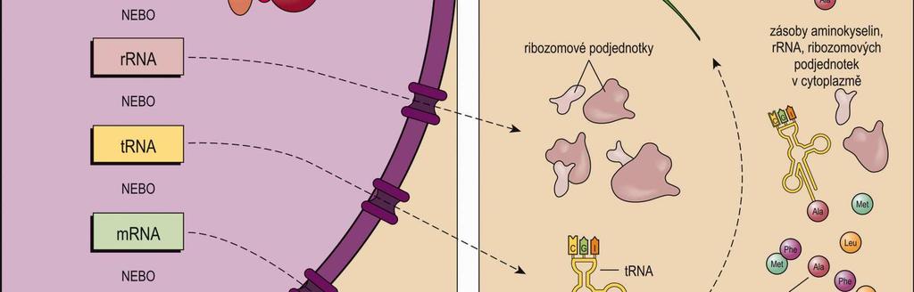 translace (cytoplazmy)