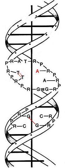 Mechanismus radiačně indukovaného poškození DNA