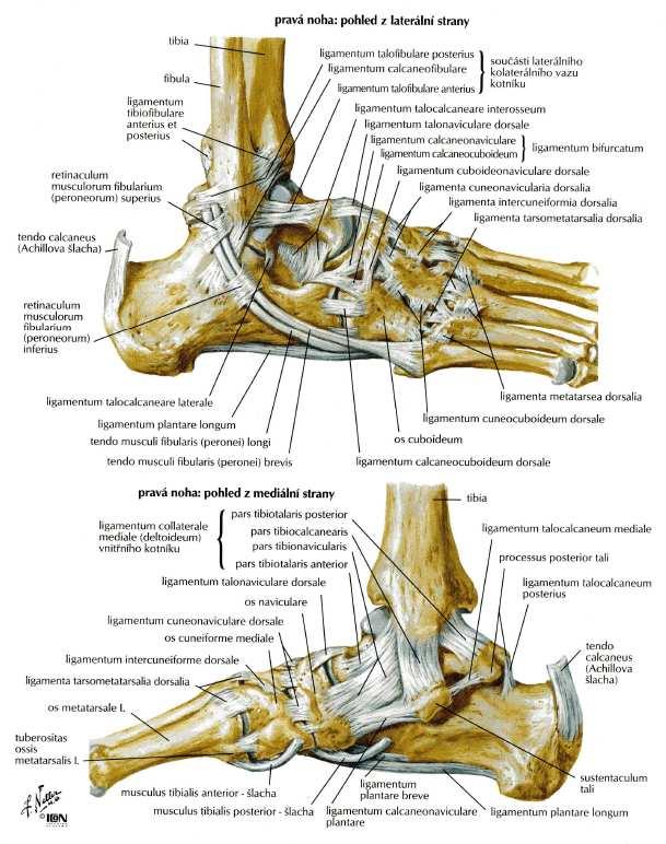 SEZNAM PŘÍLOH Příloha č. 1: Ligamenta a šlachy kotníku Příloha č. 2: Svaly a šlachové pochvy v okolí hlezenního kloubu Příloha č.