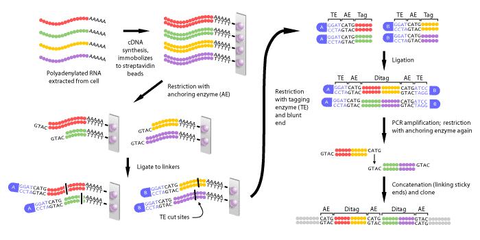 SAGE (Serial Analysis of Gene Expression) Anchoring enzyme-nlaiii, rozeznává