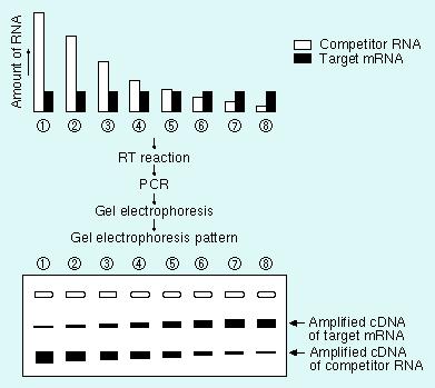 princip Kompetitivní RT-PCR přidání známého množství kompetitoru k zkoumanému vzorku kompetitory-ideáln ě rezistentní vůči nukleázám, RNA, DNA, stejná sekvence rozeznávaná primery