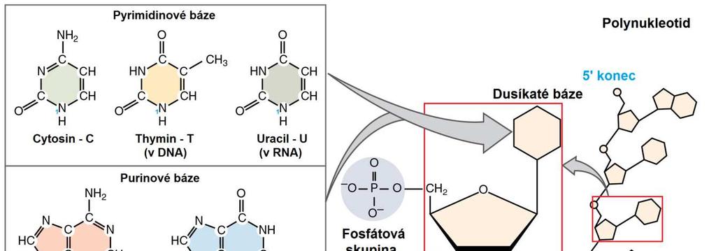 UTB ve Zlíně, Fakulta technologická 14 Obrázek 1: Struktura nukleových kyselin. [5] 1.