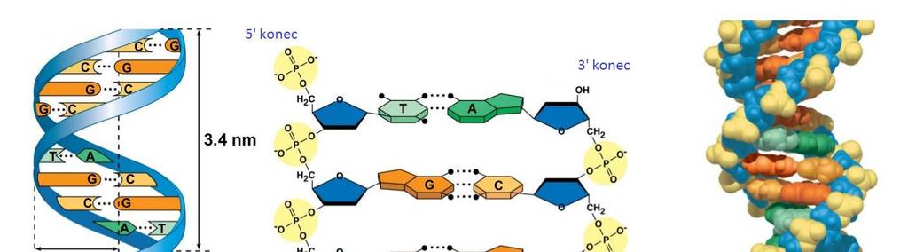 UTB ve Zlíně, Fakulta technologická 15 Obrázek 2: Schéma struktury molekuly DNA.