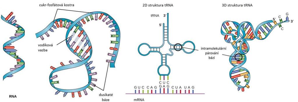 UTB ve Zlíně, Fakulta technologická 17 1.3.1 Mediátorová mrna Základní úlohou mediátorové (informační či messenger ) RNA je řídit vznik proteinů, k němuž dochází ve dvou krocích tzv.
