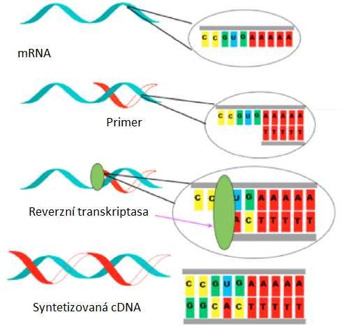 UTB ve Zlíně, Fakulta technologická 21 1.5 Reverzní transkripce Jak už z názvu tohoto děje vyplývá, jedná se o obrácený proces, který probíhá při přenosu genetické informace z DNA do RNA tzv.