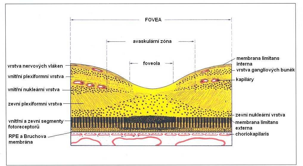 1. Úvod 1. 1. Anatomie a fyziologie sítnice Sítnice je nejvnitřnější vrstva stěny oka o ploše přibližně 266 mm 2. Její tloušťka kolísá od 0,5 mm při papile zrakového nervu (z.n.), při ekvátoru činí 0,2 mm a při ora serrata 0,1 mm.