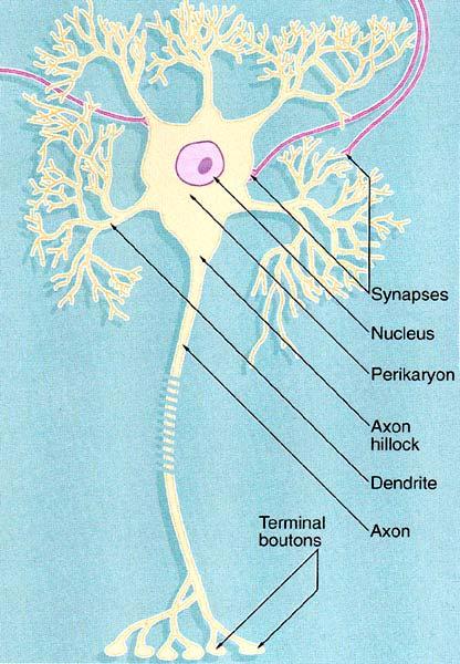 Neurony