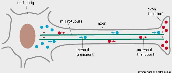 Axonální transport transport organel a váčků