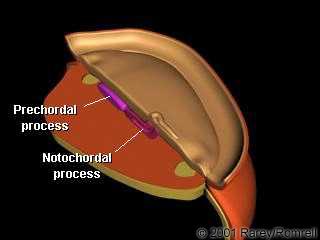 Vývoj Formace notochordu (hlavový výběžek) buňky z primitivního