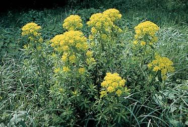 Stfiední âechy POTENCIÁLNÍ P IROZENÁ VEGETACE Pry ec bahenní (Euphorbia palustris) se dosud zachoval na baïinat ch místech polabin zbytkû b val ch reãi È Labe.