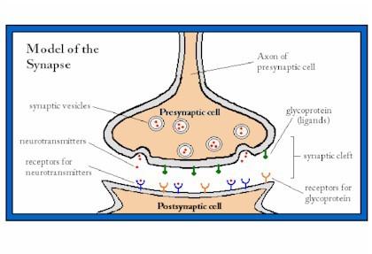 Obr 5: schématické zobrazení synapse Převzato z: http://chemistry.caltech.edu/~fucose/synapse.