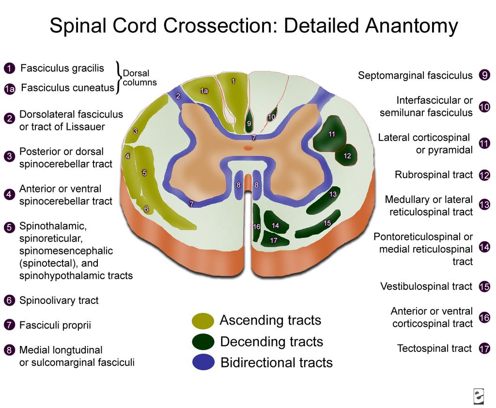 k přepojení a cestou anterolaterálního systému pokračuje 2. neuron do thalamu, odkud pokračuje 3. neuron až do somatosenzorického kortexu.