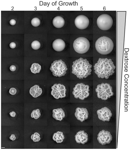 - různé vývojové programy (formy) vedou k mnoho-buněčným strukturám - tvorba biofilmu na pevném podkladu se sníženým množstvím agaru (málo glukozy) - naopak tvrdý agar a UV záření indukuje stopkování