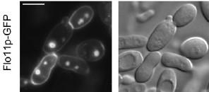 flokulaci, biofilm, pseudohyfy) Stovicek et al, Fungal Gen Biol (2010)