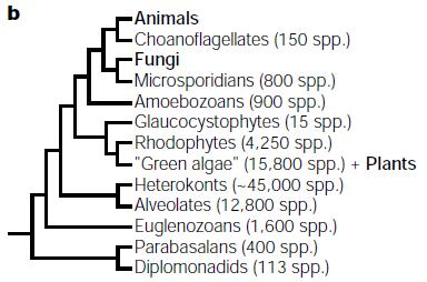 Taxonomie kvasinek - Kvasinky se řadí do říše houby (ačkoliv jsou to mikroskopické jednobuněčné organizmy), superskupiny Opisthokonta, domény (nadříše) Eukaryota.